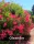 Oleander XXL ROZA v lončku
