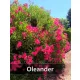 Oleander XXL ROZA v lončku