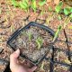 Funkija 'Modri Angel' v loncu P16, triletna, dobro ukoreninjena (Hosta)