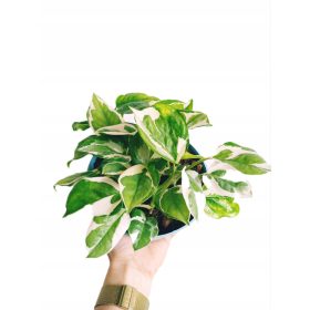 Epipremnum 'N Joy Pestra v posodi 0,5-1 l