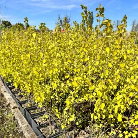   Zlata rumena breza 'Schneverdingen Goldbirke' višina 50cm P13
