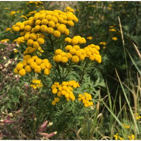   VZMETNI WROTYCZ ZA ODGANJANJE KOMARJEV, KLOPK IN OKRASNIH RASTLIN