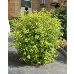 Bambus Fargesia Mrozoodporny P14