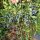 Borovnice in borovnice Boreal Beast/Boreal Blizzard/Strawberry Sensation/Giant's Heart sadika v posodi 0,5-1l 30-45 cm