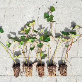   NAVADNI BRŠLJAN HEDERA HELIX PAKET DO 200 KOSOV V FV MULTIPALET