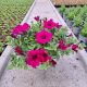 Petunia Hybrida Vijolična Balkonska Viseča Cvetlična Posoda za Vrt