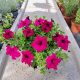 Petunia Malina Hibrid viseča balkonska cvetlična lončnica v 2-3 litrski posodi