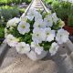 Bela Petunija Hybrida Pearl White viseča sadika v 2-3 litrski posodi