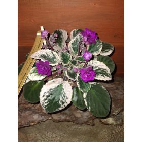 FIOLEK AFRYKAŃSKI MINIATURA 0,5l embalaža