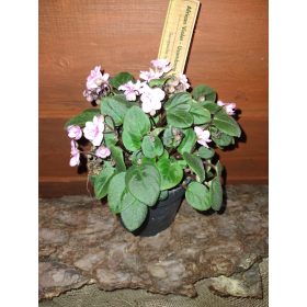 FIOLEK AFRIŠKI POLUMINIATURA TRAILER v 0,5l embalaži