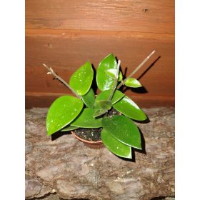 Hoya Chouke v posodi do 0,5l