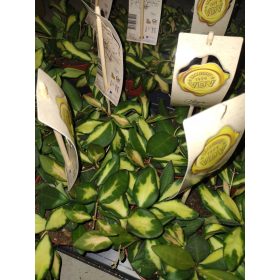 Hoya DS 70 VARIEGATA Burtoniae variegata v 0,5l posodi