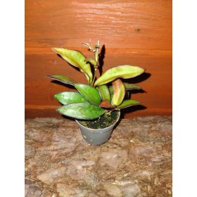 Hoya Rosita sadika v 0,5l embalaži