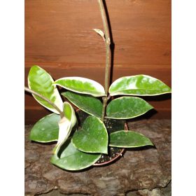 HOYA CARNOSA KRIMSON QUEEN v posodi 0,5l