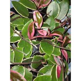 HOYA CARNOSA TRICOLOR FLAMINGO SANJE v loncu 0,5l