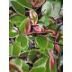 HOYA CARNOSA TRICOLOR FLAMINGO SANJE v loncu 0,5l
