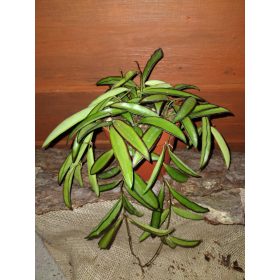 HOYA WAYETTI sadika v posodi 0,5l