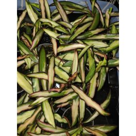 Hoya Wayetti Tricolor sadika v posodi 0,5l