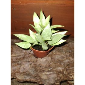 Hoya LACUNOSA MINT sadika v 0,5 l posodi