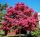 Lagerstroemia Indica Roza Eveline