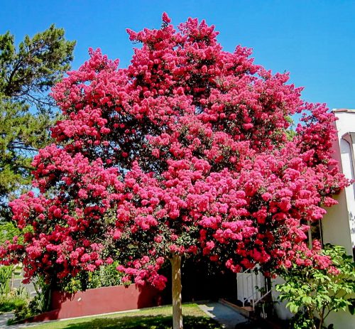 Lagerstroemia Indica Roza Eveline