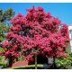 Lagerstroemia Indica Roza Eveline