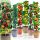 Sadike slive FRUCA v posodi 2-3l 120-140 cm