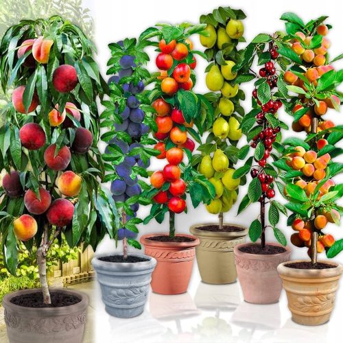 Sadike slive FRUCA v posodi 2-3l 120-140 cm