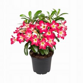   ADENIUM OBESUM XL ROŽA PUŠČAVE V VELIKI GOSTI SADIČKI 35-50 CM