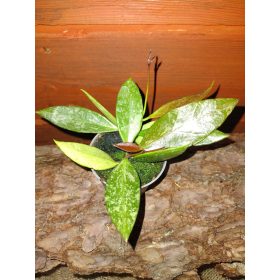   Hoja GRACILIS | Čudovita in zdrava sobna rastlina s čudovitimi rdečimi dišečimi cvetovi. Listi so prekriti s kapljicami, kar ji daje poseben čar. Premer lončka je 6 cm. Pri nakupu prejmete rastline, p