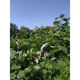 Majhno Paulovnijsko drevo CARP Oxytree z garancijo za kisik