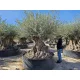 EVROPSKA OLJKA BONSAI OLEA EUROPEA 69/22