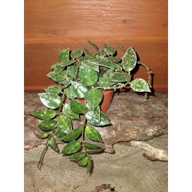 HOYA KROHNIANA SPLASH