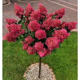   Hortenzija Fraise Melba Roza-Rdeča na deblu | Hortenzija Drevo 90-110cm
