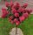 Hortenzija Fraise Melba Roza-Rdeča na deblu | Hortenzija Drevo 90-110cm