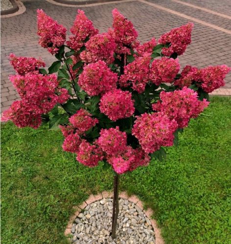 Hortenzija Fraise Melba Roza-Rdeča na deblu | Hortenzija Drevo 90-110cm