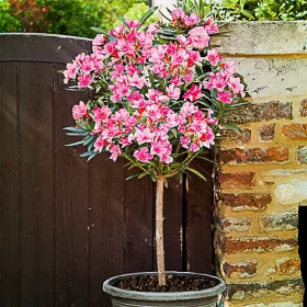 OLEANDER Pink XXL Gosta Krogla na Deblu