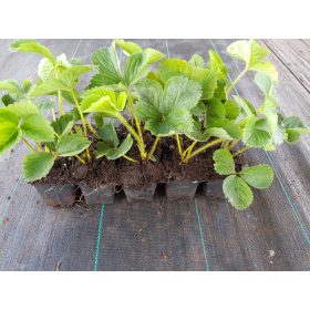 SENČNA SENGENA Semena Jagod