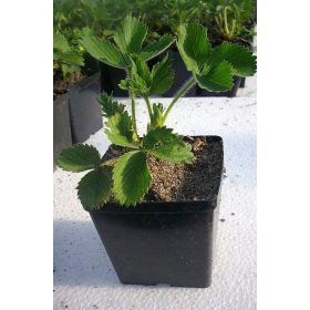 SEMENA JAGOD Florence, zelo pozne sadike