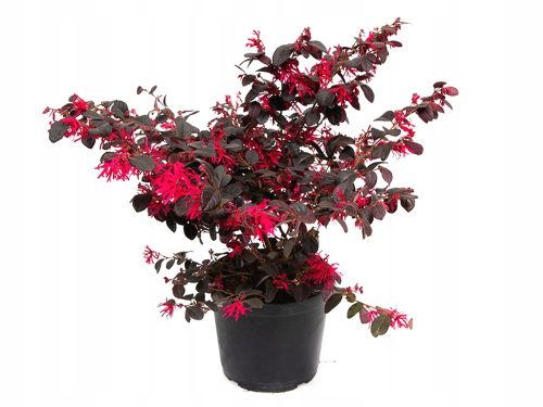 HIT ČRNA BISER * LOROPETALUM CHINENSE rdeči grm SEADEK 40 CM