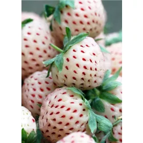   Truskawka Biała Pineberry Ananasowa w Posodi do 0,5l, 3-15 cm