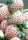 Truskawka Biała Pineberry Ananasowa w Posodi do 0,5l, 3-15 cm