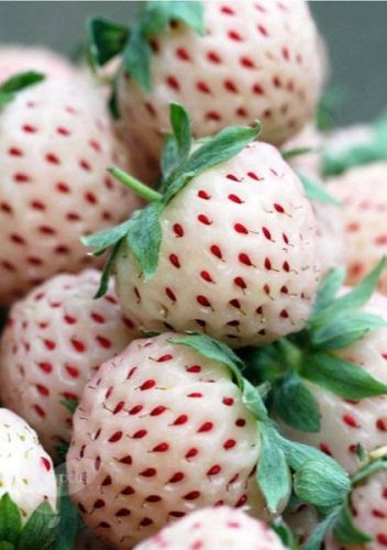 Truskawka Biała Pineberry Ananasowa w Posodi do 0,5l, 3-15 cm
