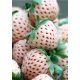 Truskawka Biała Pineberry Ananasowa w Posodi do 0,5l, 3-15 cm