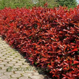 Glogovita Fraseri 'Mali Rdeči Robin'