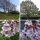 CARP velika Paulownia Oxytree Oxygen Tree Warranty