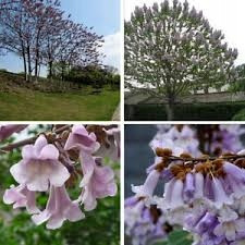 CARP velika Paulownia Oxytree Oxygen Tree Warranty
