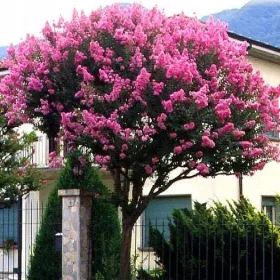  Okrasno drevo Lagerstroemia indica 50 semen