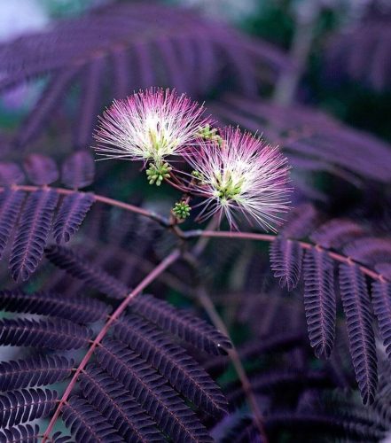 okolada Albizia Poletna Čokolada Unikatna Glowing Albizia Dark Leaves