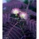 okolada Albizia Poletna Čokolada Unikatna Glowing Albizia Dark Leaves